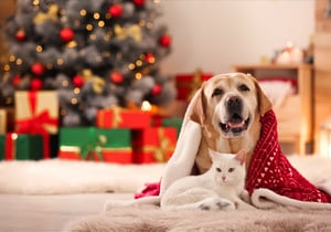 Paws and Effect - Christmas Hazards to Avoid - 18/12/24